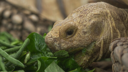 Closeup of tortoises feeding on leafy greens and tomatoes, exotic reptiles enjoying healthy vegetarian meal in wildlife habitat