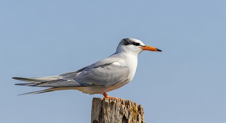 Elegant River Tern Perched on Wooden Post Against Blue Sky.