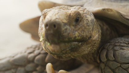 Closeup of tortoises feeding on leafy greens and tomatoes, exotic reptiles enjoying healthy vegetarian meal in wildlife habitat