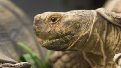 Closeup of tortoises feeding on leafy greens and tomatoes, exotic reptiles enjoying healthy vegetarian meal in wildlife habitat