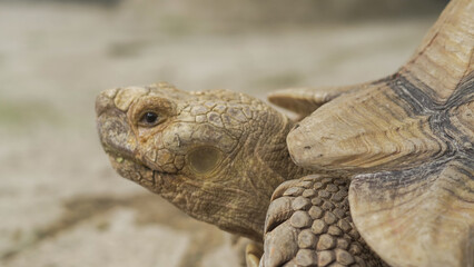 Closeup of tortoises feeding on leafy greens and tomatoes, exotic reptiles enjoying healthy vegetarian meal in wildlife habitat