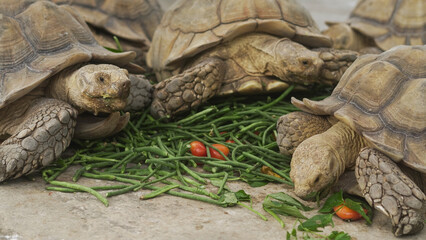 Closeup of tortoises feeding on leafy greens and tomatoes, exotic reptiles enjoying healthy vegetarian meal in wildlife habitat