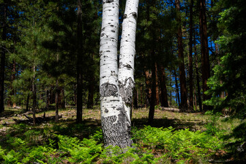 White double tree trunk, highlighted by the sun, with ferns growing below and ponderosa pine tree forest in the background, north rim Grand Canyon National Park, Arizona

