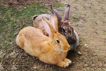 Two domestic rabbits resting on ground outdoors. Cute bunny pair with soft fur, big ears, and relaxed posture, symbol of pets, Easter, animal care, and countryside charm.