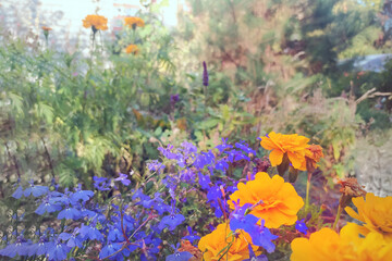 Colorful summer garden flowers with orange marigolds and blue blossoms in bright sunlight. Lively floral scene symbolizing nature beauty, gardening, freshness, and joy.