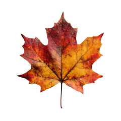 Obraz premium Autumn maple leaf vibrant red yellow orange detailed veins image