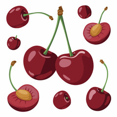 Isolated cherries vector illustration fresh cherry fruit design ripe sweet cherry clip art food healthy summer 100
