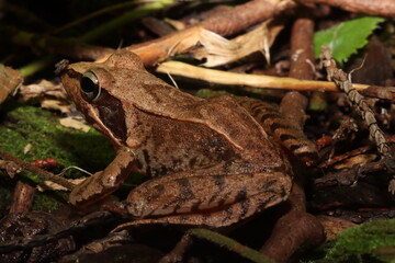  Macro shot of Japanese frog species in the wild【野生のニホンアカガエルのマクロ写真】