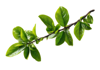 Close-up of a vibrant green branch with fresh leaves