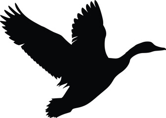 Duck in Mid-Flight - Mallard Captured Flying Against Sky. Mallard Duck Flying in Nature - Wildlife Action Shot