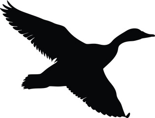 Duck in Mid-Flight - Mallard Captured Flying Against Sky. Mallard Duck Flying in Nature - Wildlife Action Shot