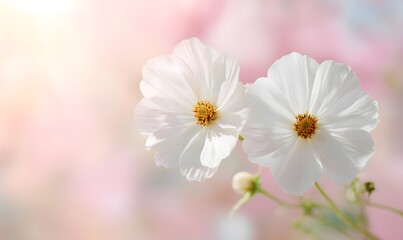 white cosmos flowers softly glowing with radiant halo around each petal, background transitioning from pastel pink to light peach,