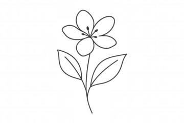 Simple flower drawing creating a floral doodle outline, transparent background for easy use, nature element illustration