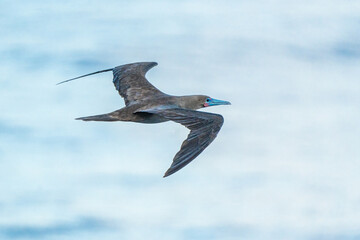 Brown Morph Red-footed Boobies Flying Low Over Ocean Waves 