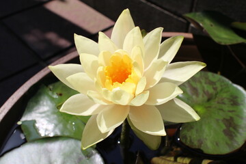薄い黄色の葉のきれいなスイレン