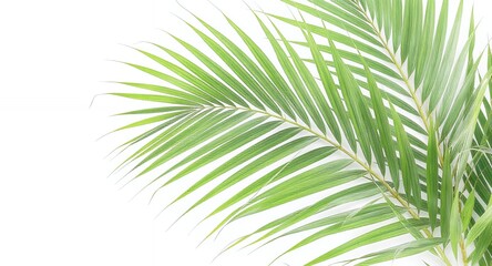 Obraz premium Palm Leaf on White Background