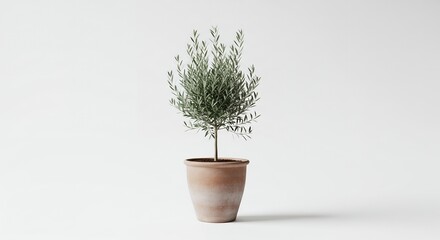 Plant in a pot against white background