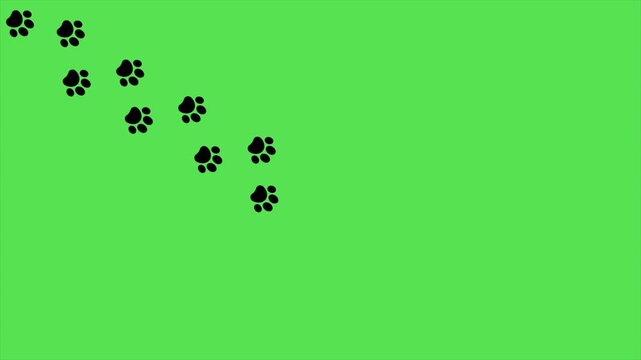 Dog paw prints animation video. Animal footprint trail walking overlay with paw marks on green screen background