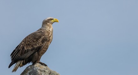 Majestic White Tailed Eagle Perched on Rock Against Blue Sky.