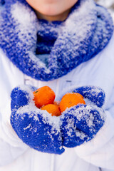 Tangerines in the palms of the hands in blue mittens. High quality photo