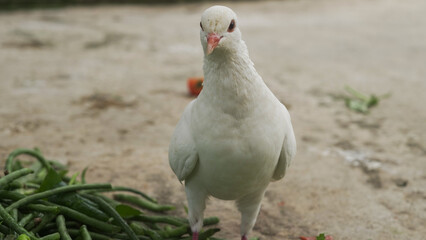 White pigeon standing on the ground with natural outdoor background, peaceful bird symbol of purity and freedom captured in wildlife photography