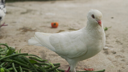 White pigeon standing on the ground with natural outdoor background, peaceful bird symbol of purity and freedom captured in wildlife photography