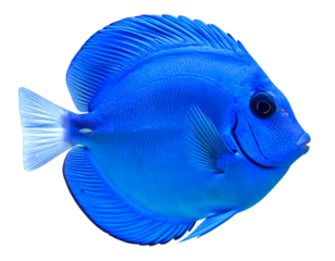 Vibrant Blue Tang Fish Isolated on White Background – PNG