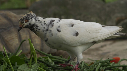 White pigeon standing on the ground with natural outdoor background, peaceful bird symbol of purity and freedom captured in wildlife photography