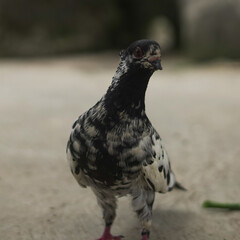 White pigeon standing on the ground with natural outdoor background, peaceful bird symbol of purity and freedom captured in wildlife photography