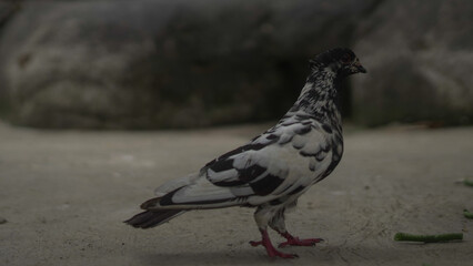 White pigeon standing on the ground with natural outdoor background, peaceful bird symbol of purity and freedom captured in wildlife photography