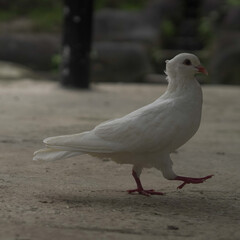 White pigeon standing on the ground with natural outdoor background, peaceful bird symbol of purity and freedom captured in wildlife photography
