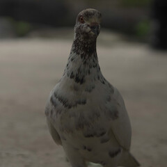 White pigeon standing on the ground with natural outdoor background, peaceful bird symbol of purity and freedom captured in wildlife photography