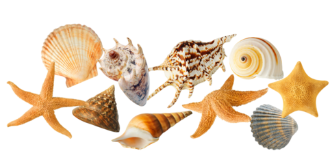 diverse collection of marine seashells and starfish from tropical waters