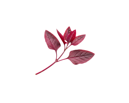 Red amaranth leaves isolated on black background fresh edible plant