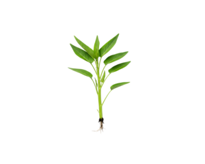 Stock photo of water spinach seedling ipomoea aquatica on black background