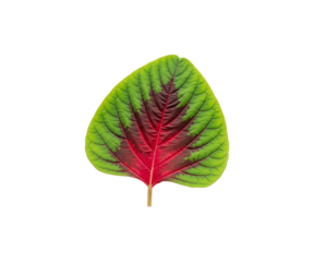 Isolated amaranth leaf close up vibrant red and green foliage botany shot