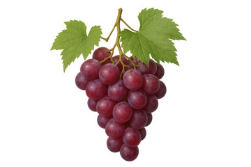Red grape bunch hanging with green leaves, fresh ripe fruit on a vine, healthy food for a diet, transparent background
