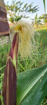 corn on the stalk