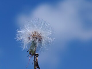 Obraz premium The beauty of simple Flower wallpaper blooming in nature,