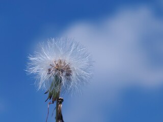 Fototapeta premium The beauty of simple Flower wallpaper blooming in nature,