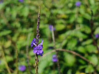 The beauty of simple Flower wallpaper blooming in nature,