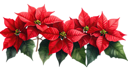 A festive arrangement of vibrant red poinsettias