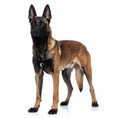 Obraz premium A Belgian Malinois standing alert