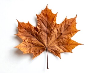 Autumn leaf on white background