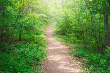 緑の森を抜ける小道