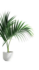 A palm plant in a white pot.? Vivid green fronds radiate outward from a central stem, nestled in a simple, slightly angular, white pot