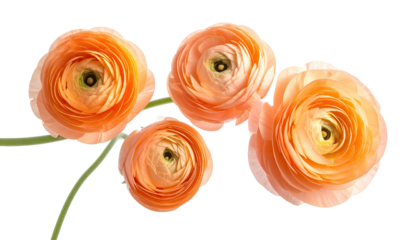 Close-up of four peach-colored ranunculus blossoms.  Soft, round petals.  Light peach center.  Stems and leaves visible