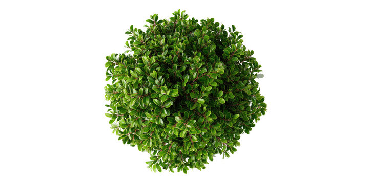 Dense, round shrub with vibrant green foliage