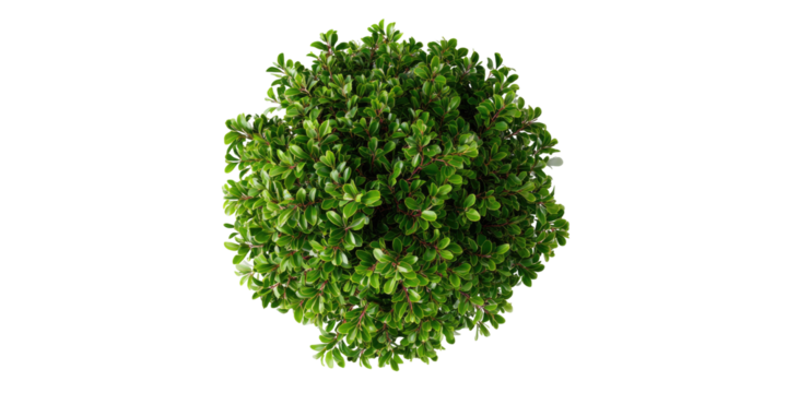 Dense, round shrub with vibrant green foliage