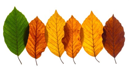 Autumn leaves in a spectrum of color